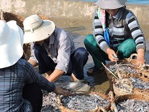 Ngư dân Lý Sơn trúng đậm cá cơm đầu mùa