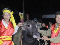 Lễ hội Cầu Trâu: Sẽ loại bỏ phần man rợ