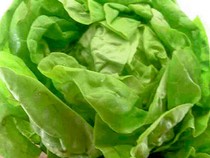 Ai tuyệt đối không nên ăn rau xà lách?