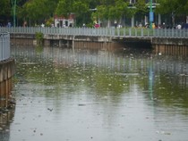 Sau mưa lớn, rác lại ngập kênh Nhiêu Lộc