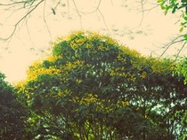 Sài Gòn đẹp nao lòng mùa hoa điệp