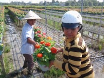 Làng hoa Cù Lao Phố Biên Hòa hối hả đón xuân