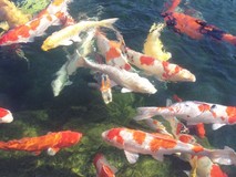 Vẻ đẹp mê hồn của cá Koi