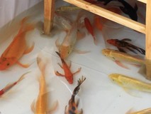 Quán cà phê độc lạ có cá bơi lội...