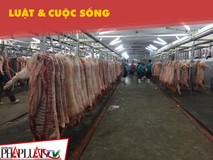 Lò mổ Xuyên Á có độc quyền mổ heo cho...