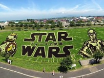 Ngắm những bức tranh đồng lúa 7 màu sống...