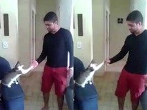 Mèo đập tay cực chất với chủ