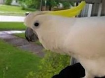 Chuyện lạ: Vẹt sủa như chó