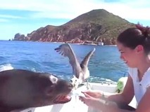 Vừa được đi nhờ lại còn được ăn!