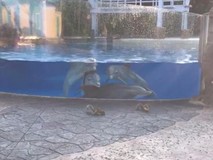 Bầy cá heo tụ tập 'làm quen' với sóc