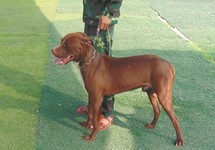 Coi chừng chó Pitbull cắn chết người