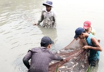 Người dân xã Đa Phước thu hoạch gần 2 tấn cá