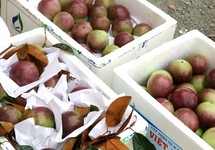 Vú sữa Việt nằm trong tốp đắt đỏ ở Mỹ: 350.000 đồng/kg