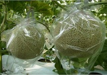 Túi bao trái cây giúp hoa quả giữ màu sắc, hương vị