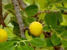 Động vật cũng ...xỉn