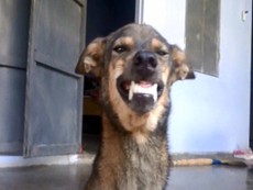 Lạ đời chú chó biết cười