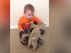 Đáng yêu xem bé nhỏ chơi đùa với bầy chó pug