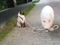 Điều gì xảy ra nếu mèo dắt heo đi dạo?