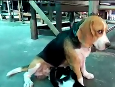Chó đực ngẩn ngơ khi bị mèo bú tí