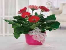 Trồng cây gì, đặt ở đâu trong nhà thì tốt cho sức khỏe?
