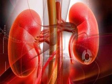 Hai quả thận của bạn làm việc vất vả như thế nào