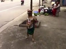 Clip: Chú chó đi dạo phố bằng... 2 chân