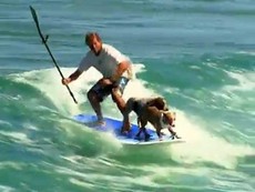 2 chú chó lướt sóng điêu luyện cùng chủ