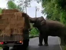Voi thản nhiên chặn xe tải 'cướp đồ'