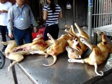 Clip: Chó xà mâu, chó trúng bả thành thịt ngon!