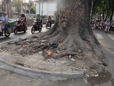 Người dân tiếc nuối mất hàng cây đường Tôn Đức Thắng