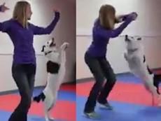 Clip: Chó cưng khiêu vũ điệu nghệ với cô chủ