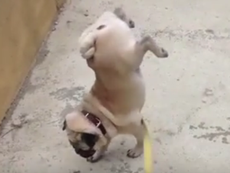 Clip chú chó trồng chuối đi tè siêu đỉnh