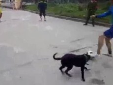 Buồn cười cảnh chú chó thích chơi bóng