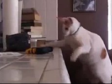 Clip: Những chú mèo phá hoại nhất quả đất
