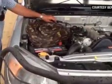 Clip: Chú trăn khổng lồ nằm gọn trong khoang máy ô tô