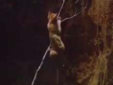 Clip vui: Xem chú chó tìm mọi cách cứu... cô mèo dưới hố sâu