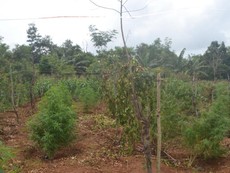 Đắk Lắk: Thuê 2.500 m2 đất để trồng... cần sa
