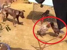 Gà mái 'đánh nhau' - chó làm hòa giải viên