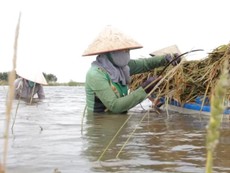 Nông dân Đồng Tháp Mười lội ruộng gặt lúa chạy lũ