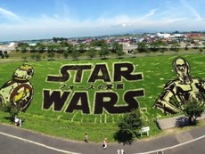 Ngắm những bức tranh đồng lúa 7 màu sống động ở Nhật