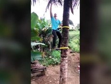 Sáng tạo 1 kiểu leo dừa mới