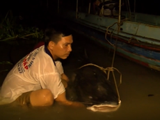 Ngư dân bắt được cá lăng hơn 100kg quý hiếm trên sông Tiền