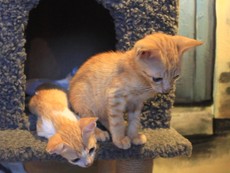 Quán cà phê nuôi đầy mèo hoang ở TP.HCM