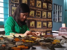 Người phụ nữ nuôi bướm để vẽ tranh ở Lâm Đồng