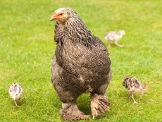 Gà khổng lồ có cân nặng lên tới 10 kg