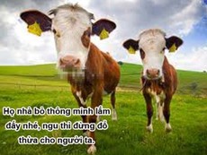 Clip: Đâu phải cứ bò là ngu?