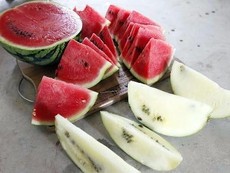 Kỳ lạ: Dưa hấu Trung Quốc nảy như bóng cao su khi ném