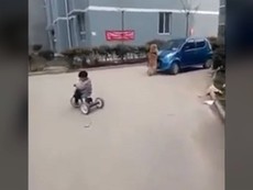 Chú chó lao vào ô tô đang chạy để bảo vệ chủ nhân