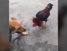 Chú gà 'chiến đấu' đến cùng, không tha cho chó