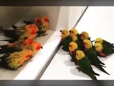 Bầy chim chia phe để... 'cãi nhau'
